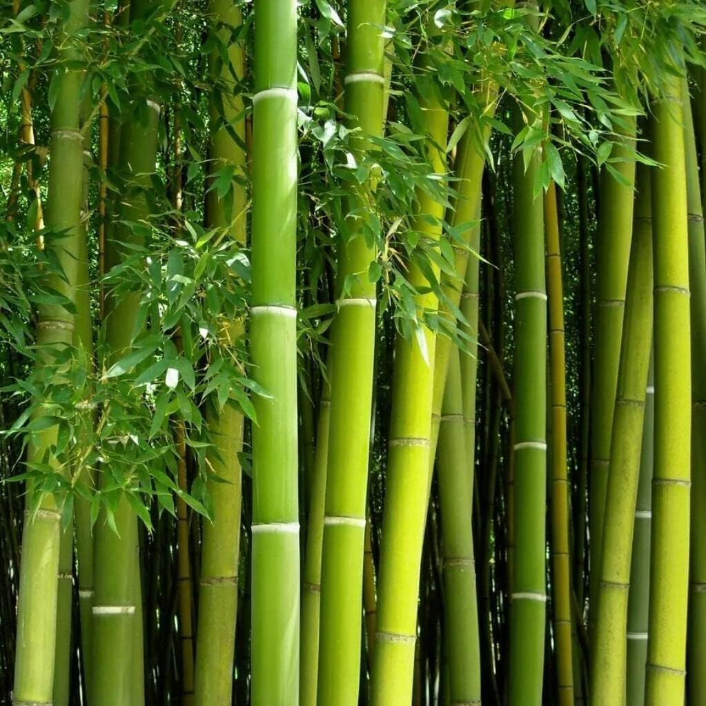 Bamboo Silica