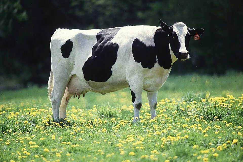 A dairy cow in a pasture